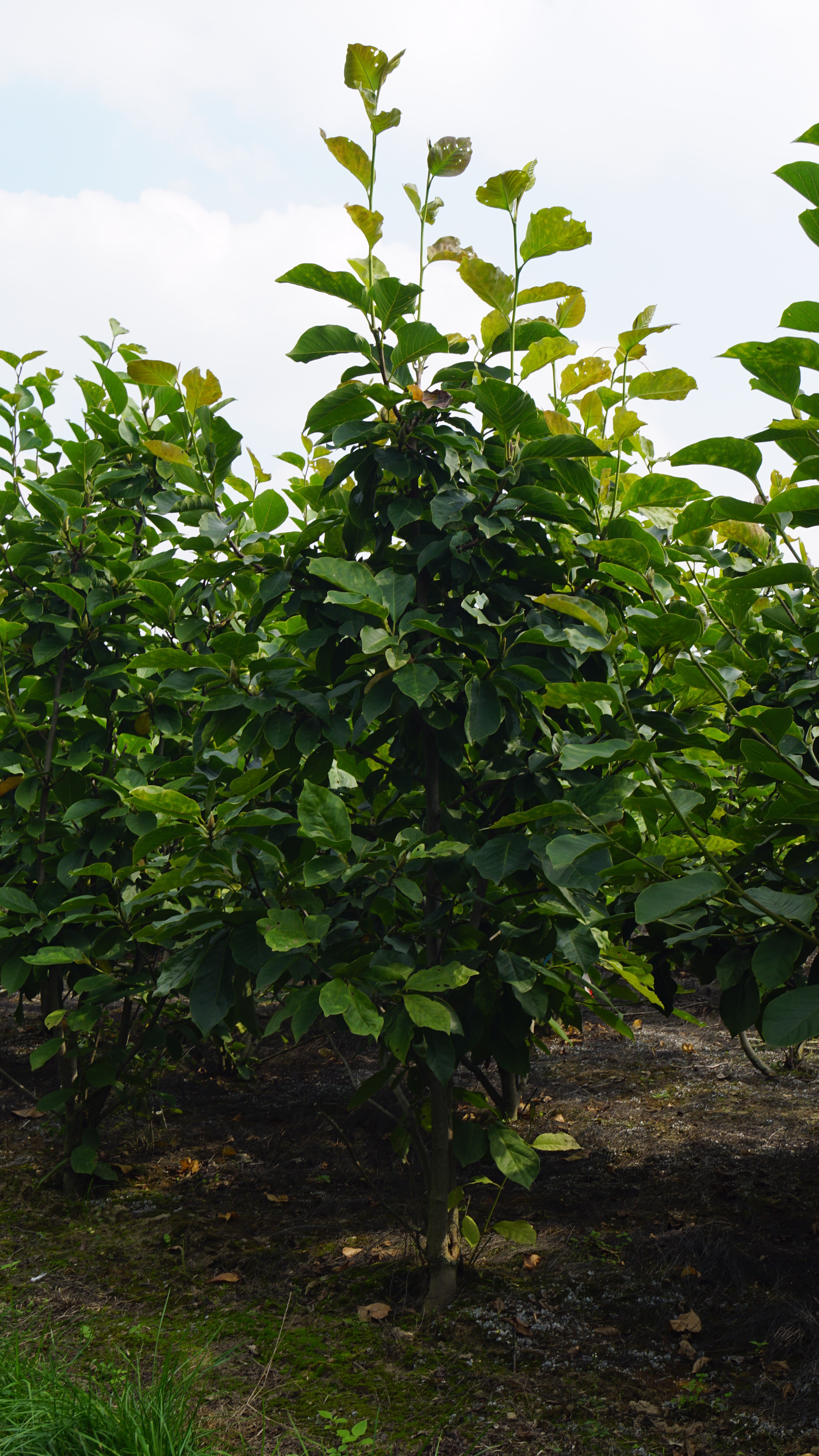 Magnolia soulangeana 'Sundew' (6)
